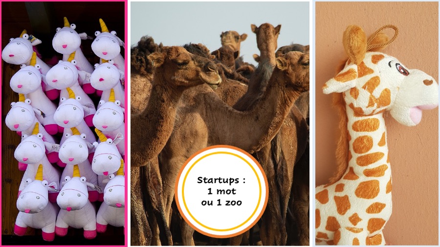 Licornes, chameaux, girafe, startups